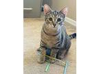 Branson, Domestic Shorthair For Adoption In Goodyear, Arizona