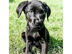 Rosie, Labrador Retriever For Adoption In Grand Bay, Alabama