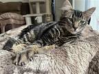 Bobby, Domestic Shorthair For Adoption In Napa, California