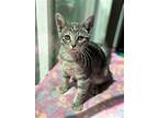 Willow, Domestic Shorthair For Adoption In Napa, California