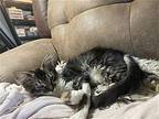 Sheila, Maine Coon For Adoption In Napa, California