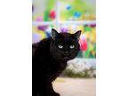 Binky, Domestic Shorthair For Adoption In Penticton, British Columbia