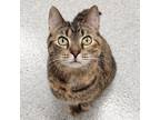 Beans, Domestic Shorthair For Adoption In Marshfield, Wisconsin