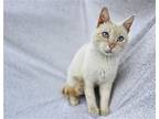 Bartholomeow, Domestic Shorthair For Adoption In Oxford, Mississippi