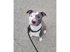 Earth, American Pit Bull Terrier For Adoption In Twinsburg, Ohio