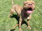 Fifi, American Pit Bull Terrier For Adoption In Twinsburg, Ohio