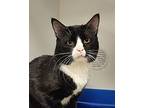 Bond (mcas), Domestic Shorthair For Adoption In Troutdale, Oregon