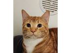 James (mcas), Domestic Shorthair For Adoption In Troutdale, Oregon