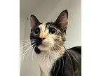 Moneypenny (mcas), Domestic Shorthair For Adoption In Troutdale, Oregon