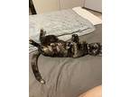 Mama Poppy, Domestic Shorthair For Adoption In Middle Village, New York