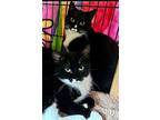 Dice, Domestic Shorthair For Adoption In Steinbach, Manitoba
