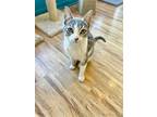 Earl Gray, Domestic Shorthair For Adoption In La Jolla, California