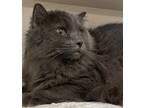 Donny, Domestic Longhair For Adoption In Clearfield, Pennsylvania