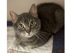 Buford, Domestic Shorthair For Adoption In Clearfield, Pennsylvania