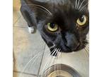 Dates, Domestic Shorthair For Adoption In Chapel Hill, North Carolina