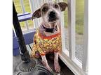 Willow, American Pit Bull Terrier For Adoption In Chapel Hill, North Carolina
