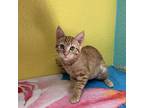 Solaire, Domestic Shorthair For Adoption In Fresno, California