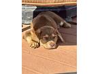 Labrador Retriever Puppy for sale in Greenlawn, NY, USA