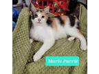 Marie Purrie, Domestic Shorthair For Adoption In Richmond, Indiana