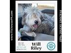 Will Riley 042024, Old English Sheepdog For Adoption In Kimberton, Pennsylvania