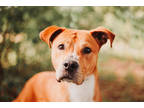 72961a Lionald, American Staffordshire Terrier For Adoption In North Charleston