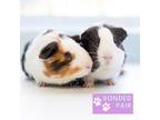 S'mores, Guinea Pig For Adoption In Reisterstown, Maryland