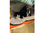 Moon, Domestic Shorthair For Adoption In Reisterstown, Maryland