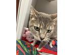 Ginny, Domestic Shorthair For Adoption In Reisterstown, Maryland
