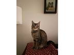 Cassidy * In Foster, Domestic Shorthair For Adoption In Vancouver