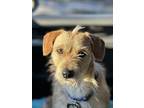 Cleo, Jack Russell Terrier For Adoption In Richardson, Texas