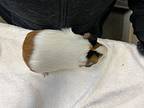 Lucy, Guinea Pig For Adoption In Oceanside, California