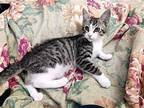Kitten Enoki, Domestic Shorthair For Adoption In Seal Beach, California
