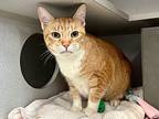Tiger Palm, Domestic Shorthair For Adoption In New York, New York