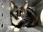 Hades, Domestic Shorthair For Adoption In New York, New York