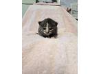 Attina, Domestic Shorthair For Adoption In Madison Heights, Michigan