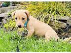 Charmin, Terrier (unknown Type, Medium) For Adoption In Gilbertsville