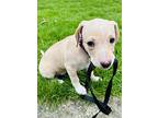 Cottonelle, Terrier (unknown Type, Medium) For Adoption In Gilbertsville