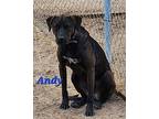 Andy, Labrador Retriever For Adoption In Calexico, California