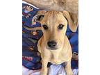 Pearl Jr., Labrador Retriever For Adoption In Calexico, California