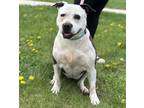 Evo, American Pit Bull Terrier For Adoption In Fort Dodge, Iowa