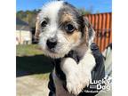 Balsam, Jack Russell Terrier For Adoption In Washington, District Of Columbia