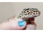 42972 Leina, Gecko For Adoption In Ellicott City, Maryland