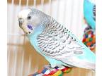 42985 Bluebelle, Parakeet - Other For Adoption In Ellicott City, Maryland