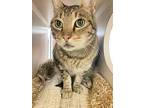 Chipmunk, Domestic Shorthair For Adoption In Oakland, California