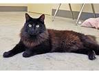 Olive, Domestic Longhair For Adoption In Coupeville, Washington