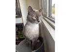 Captain, Domestic Shorthair For Adoption In Burnaby, British Columbia