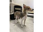 Louie, Rat Terrier For Adoption In Burnaby, British Columbia