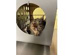 Bear - Barn Cat, Domestic Mediumhair For Adoption In Vancouver, Washington