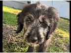 Willow, Labrador Retriever For Adoption In Tampa, Florida