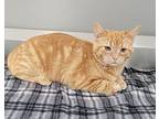 Yam, Domestic Shorthair For Adoption In Dickson, Tennessee